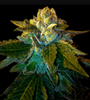 Platinum OG | Autoflower | Cannabis Seeds