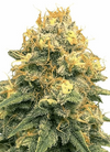 Amsterdam Mix Cannabis Seeds | Dutch Classics Collection  | Cannabis Seeds