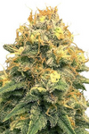 Power Plant | Feminized | Cannabis Seeds