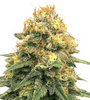 Power Plant | Feminized | Cannabis Seeds