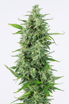 Purple Kush | Autoflower | Cannabis Seeds