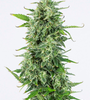 Purple Kush | Autoflower | Cannabis Seeds