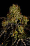 Purple Punch | Feminized | Cannabis Seeds