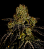 Purple Punch | Feminized | Cannabis Seeds