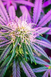 Purple Runtz | Feminized | Cannabis Seeds