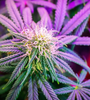 Purple Runtz | Feminized | Cannabis Seeds