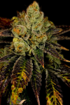 Purple Urkle | Feminized | Cannabis Seeds