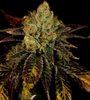 Purple Urkle | Feminized | Cannabis Seeds