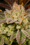 Rainbow Runtz | Feminized | Cannabis Seeds