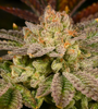 Rainbow Runtz | Feminized | Cannabis Seeds