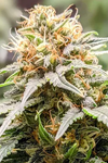 Rainbow Sherbet | Feminized | Cannabis Seeds