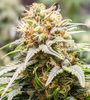 Rainbow Sherbet | Feminized | Cannabis Seeds