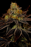 Runtz | Feminized | Cannabis Seeds