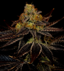 Runtz | Autoflower | Cannabis Seeds