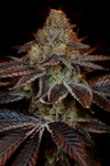 SS1 Strain | Feminized | Cannabis Seeds