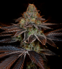 SS1 Strain | Feminized | Cannabis Seeds