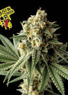 Royal Cheese Trifecta Feminized Cannabis Seeds Pack | Potent Skunk Hybrid