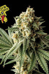 Royal Cheese Trifecta Feminized Cannabis Seeds Pack | Potent Skunk Hybrid