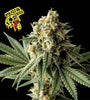 Royal Cheese Trifecta Feminized Cannabis Seeds Pack | Potent Skunk Hybrid