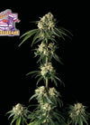 Royal Cheese Trifecta Feminized Cannabis Seeds Pack | Potent Skunk Hybrid