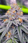 Sherbanger | Feminized | Cannabis Seeds