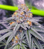 Sherbanger | Feminized | Cannabis Seeds