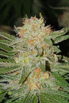 Sherbet | Feminized | Cannabis Seeds