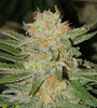 Sherbet | Feminized | Cannabis Seeds