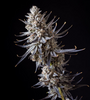 Skilatti | Feminized  | Cannabis Seeds