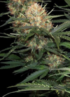 Skunk #1 | Feminized | Cannabis Seeds