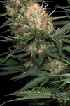 Skunk #1 | Feminized | Cannabis Seeds