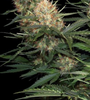 Skunk #1 | Feminized | Cannabis Seeds