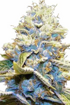 Skywalker OG | Feminized  | Cannabis Seeds