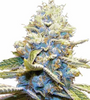 Skywalker OG | Feminized  | Cannabis Seeds