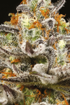 Sleepy Joe OG | Feminized  | Cannabis Seeds