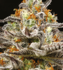 Sleepy Joe OG | Feminized  | Cannabis Seeds