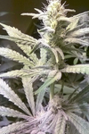 Snowman | Feminized  | Cannabis Seeds