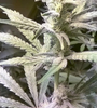 Snowman | Feminized  | Cannabis Seeds