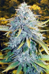 Sour Candy | Feminized  | Cannabis Seeds