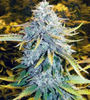 Sour Candy | Feminized  | Cannabis Seeds