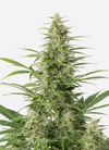 Autoflower Classics 15 Seeds Mix Pack | Cannabis Seeds