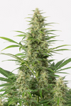 Sour Diesel | Autoflower | Cannabis Seeds