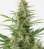 Sour Diesel | Autoflower | Cannabis Seeds