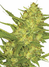 Bonza Seeds | 15 Cannabis Seeds Mix Pack