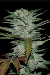 Sour Kush | Feminized  | Cannabis Seeds