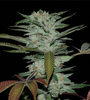 Sour Kush | Feminized  | Cannabis Seeds