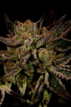 Sour OG | Feminized | Cannabis Seeds