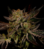 Sour OG | Feminized | Cannabis Seeds