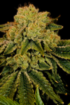 Space Cake | Feminized  | Cannabis Seeds