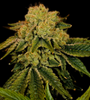 Space Cake | Feminized  | Cannabis Seeds